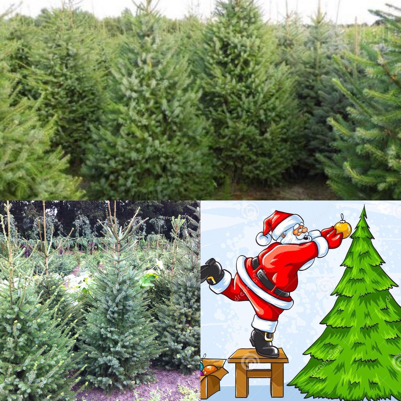 Amerika Hoop van Bevestigen Start Kerstbomen verkoop - De winkel van Boer Arie